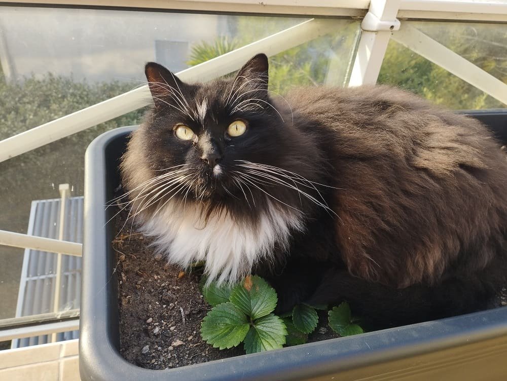 Domino