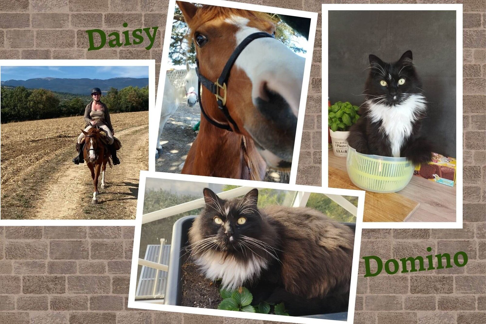 Frédérique Lenquette, gestionnaire de paie indépendante et fondatrice de 2DPaie, avec Daisy son cheval et Domino son chat